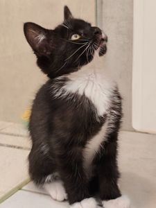 Котуся шукає родину