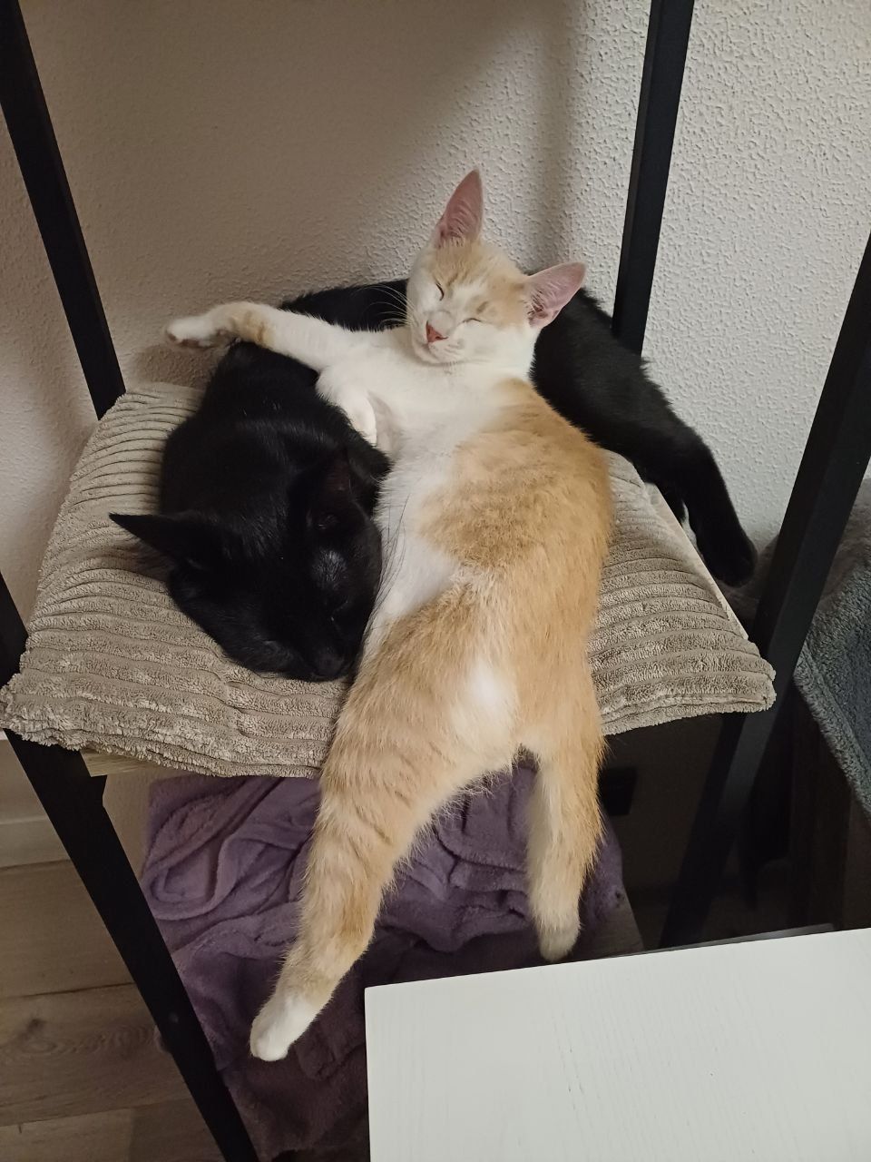 Кошенята хлопці