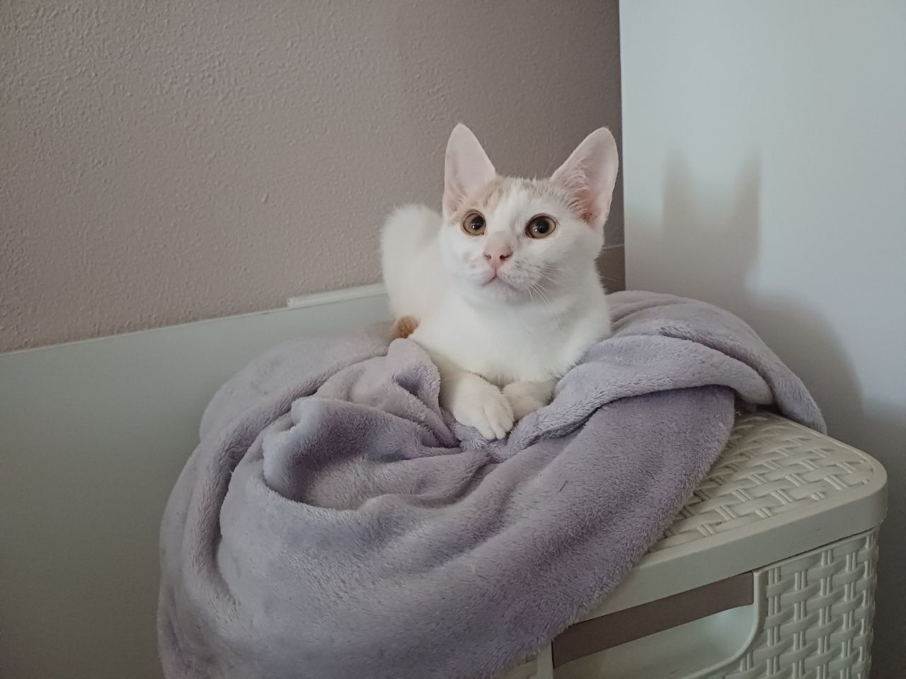 Кошенята хлопці