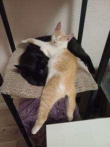 Кошенята хлопці