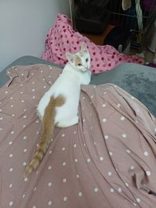 Кошенята хлопці