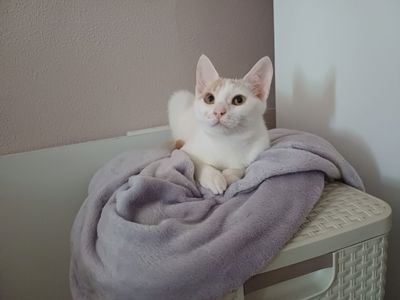 Кошенята хлопці