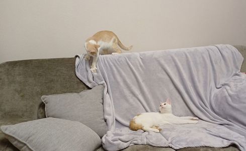 Кошенята хлопці