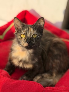 Кошеня шукає родину!