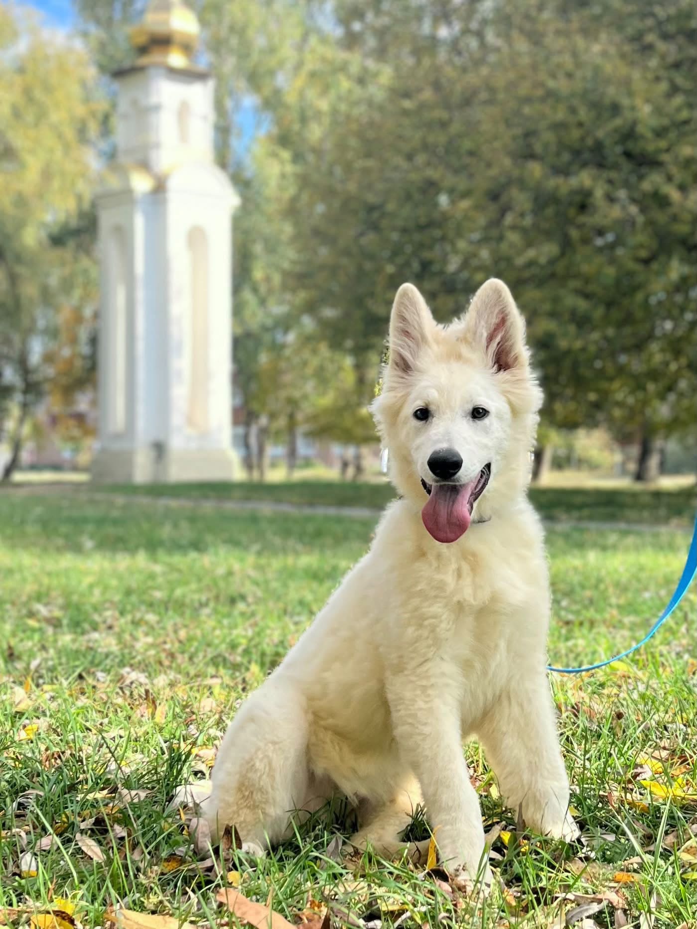 🤍 Emira Snow Beast UA шукає люблячу сім’ю! 🐾