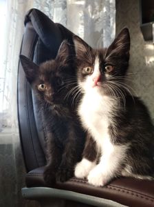 Кошенята в добрі руки