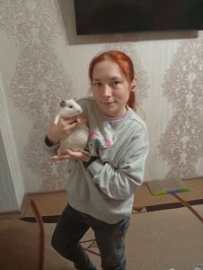 Морські свинки