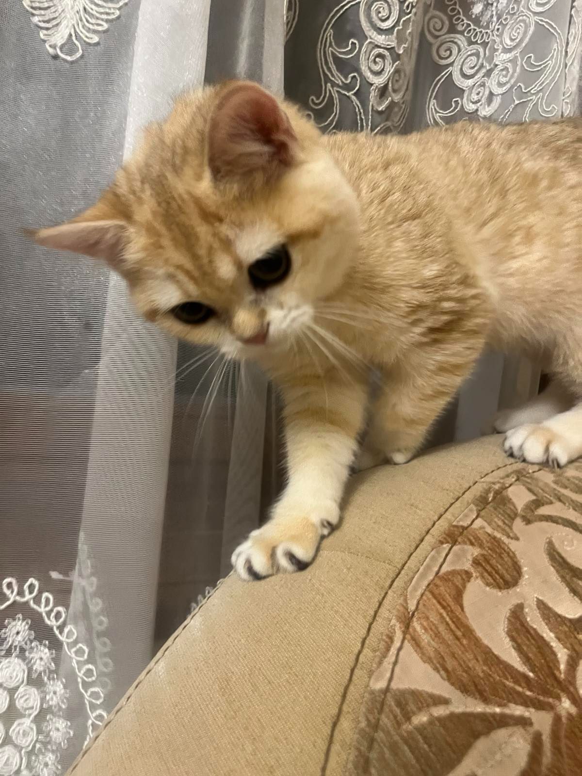 Золоте кошеня