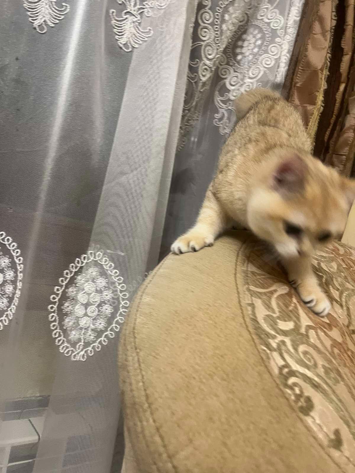Золоте кошеня