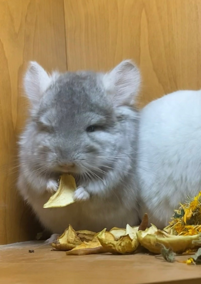 Шиншиллы малыши