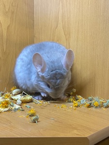 Шиншилла девочка