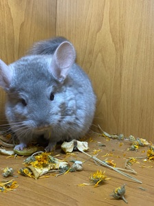Шиншилла девочка