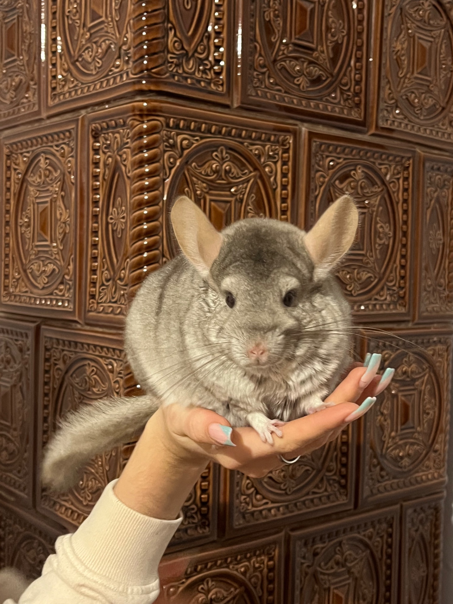 🐭🤎 Шукаємо добрі ручки для дівчинки шиншили!