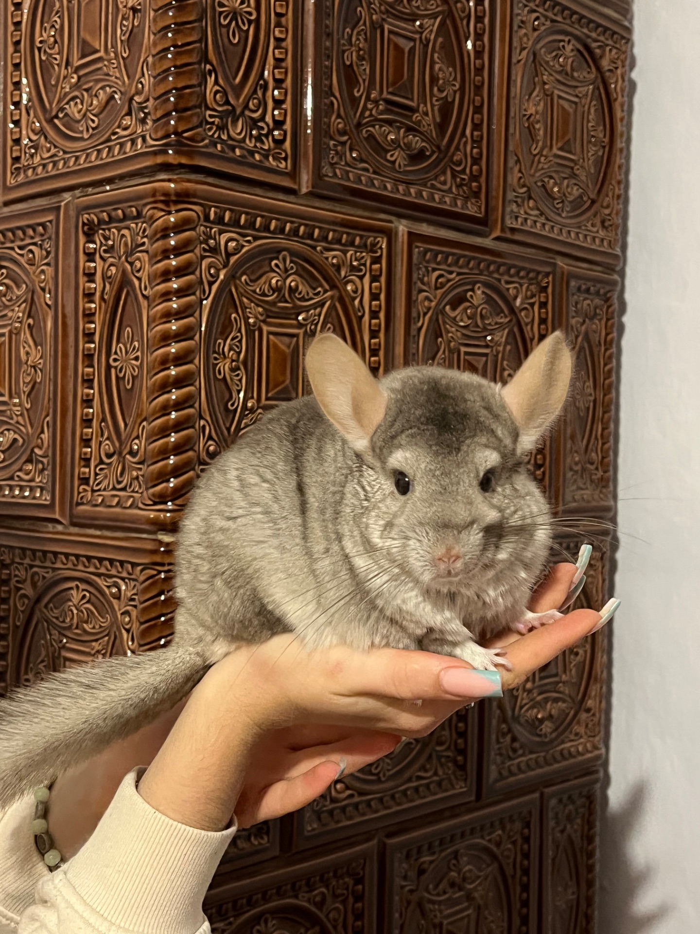 🐭🤎 Шукаємо добрі ручки для дівчинки шиншили!