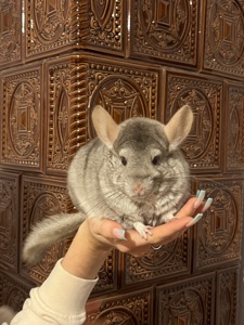 🐭🤎 Шукаємо добрі ручки для дівчинки шиншили!