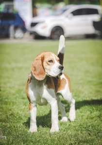 Hotems Prime Dog