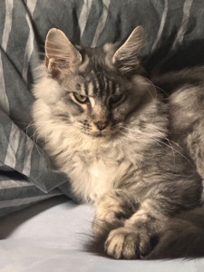 Мейн кун кошеня