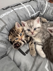 Шотландські кошенята