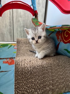 Шотландські кошенята