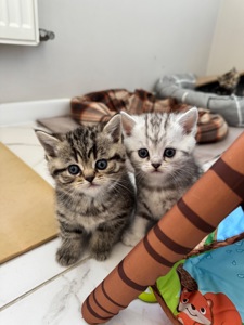 Шотландські кошенята