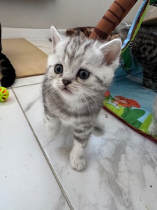 Шотландські кошенята