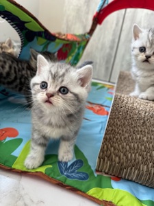 Шотландські кошенята