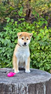 Large Heart