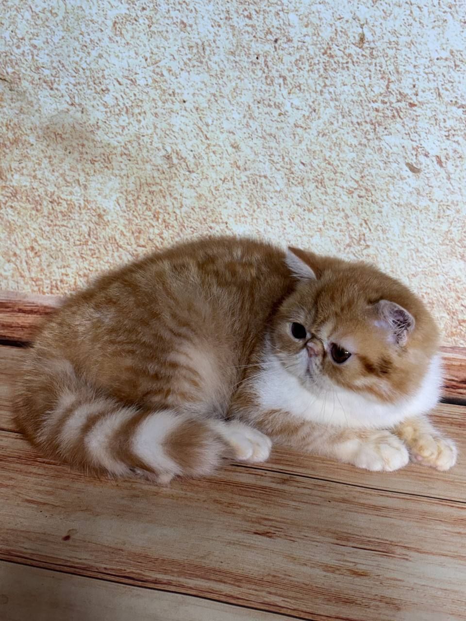 Экзотический короткошерстный мальчик