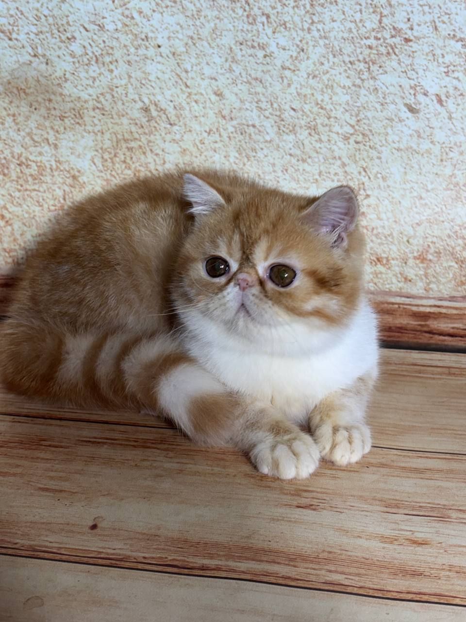 Экзотический короткошерстный мальчик