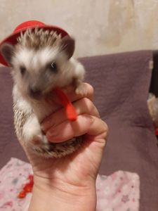 Африканский декоративный ёж