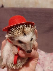 Африканский декоративный ёж