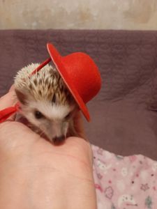 Африканский декоративный ёж