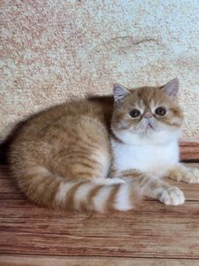 Экзотический короткошерстный мальчик