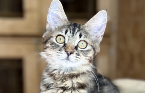 Кошеня Моза