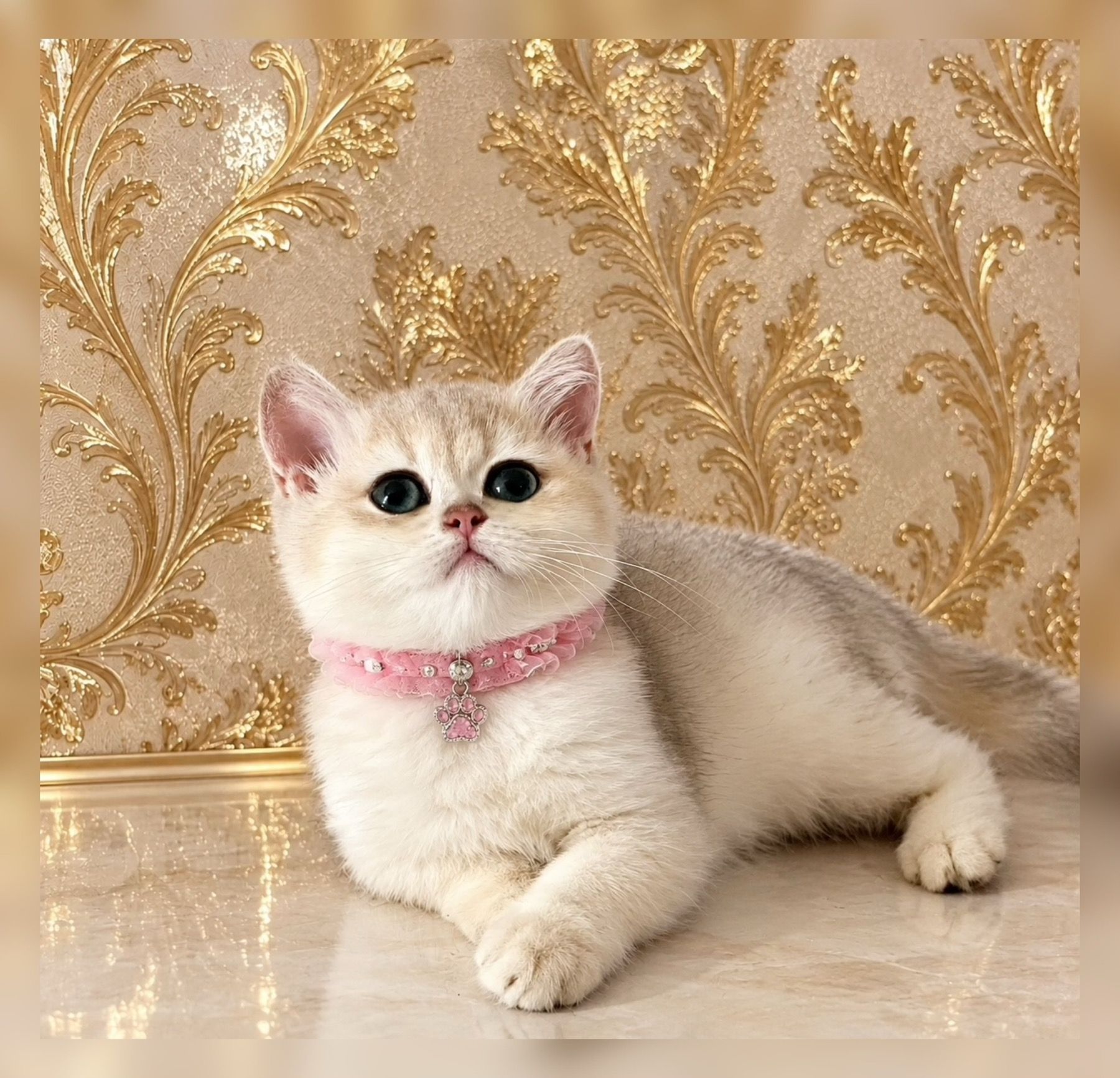 Британська золота шиншилла