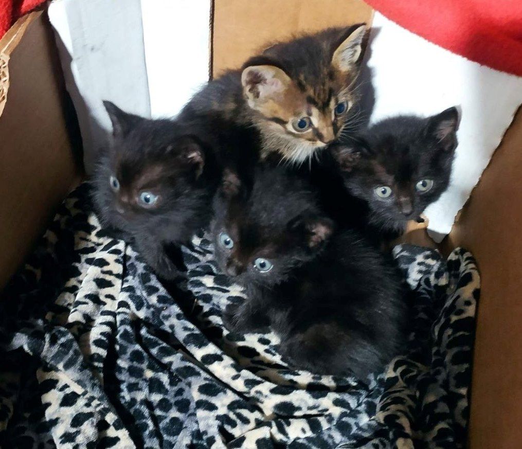 Котята