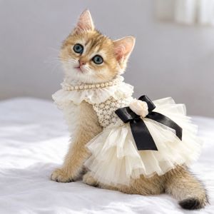 Британська золота шиншилла