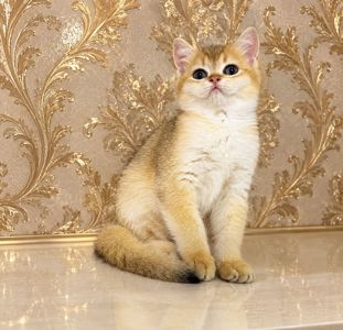 Британська золота шиншилла