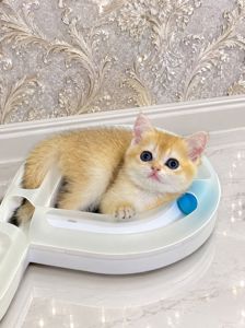 Британська золота шиншилла