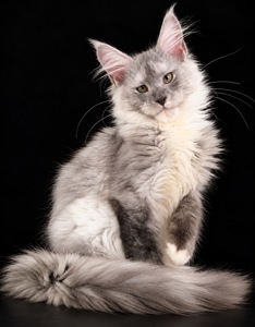 Кошеня мейн кун 4 міс