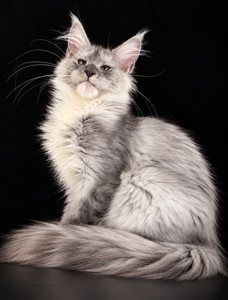 Кошеня мейн кун 4 міс
