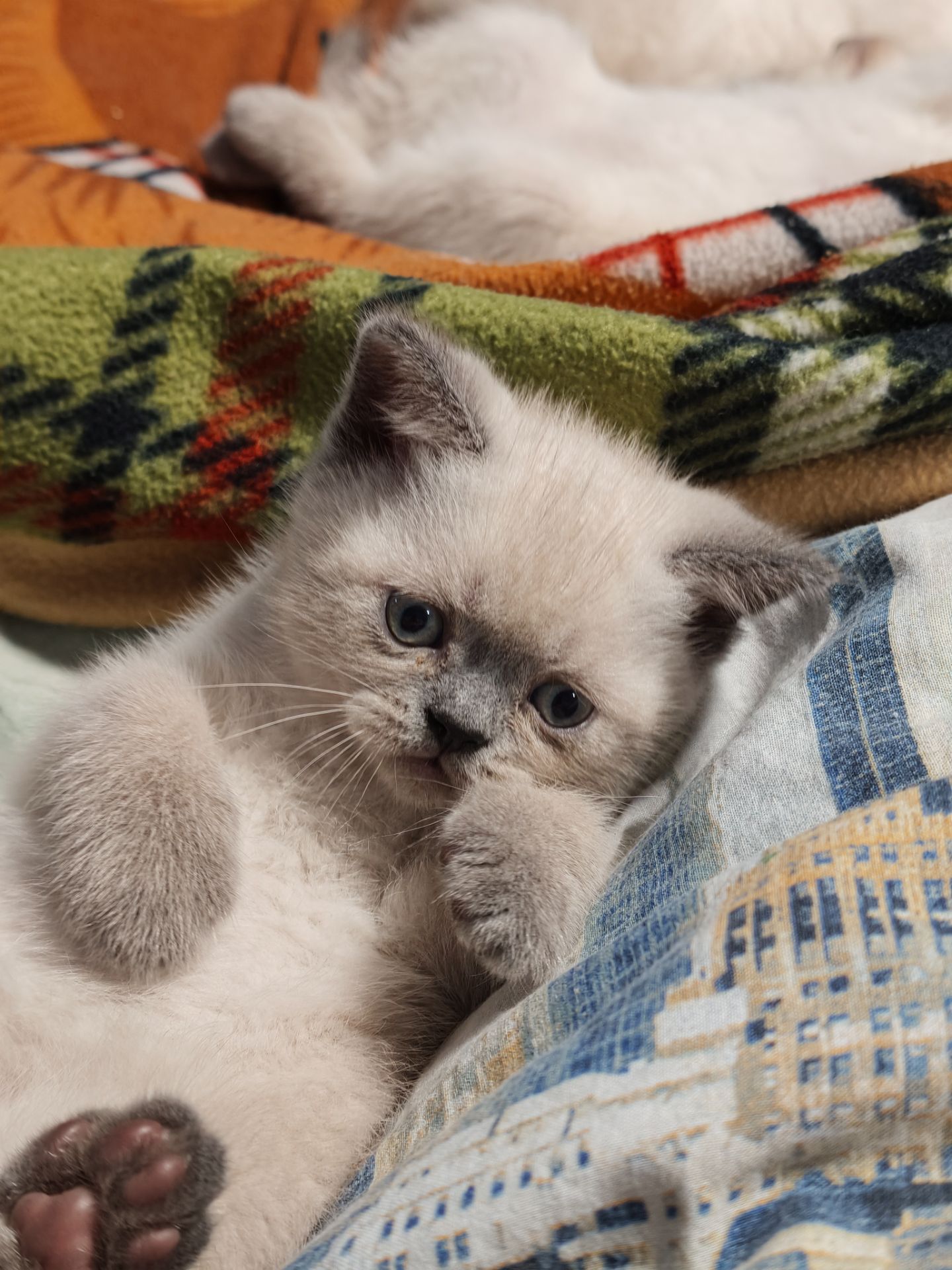 Хлопчик шотландець