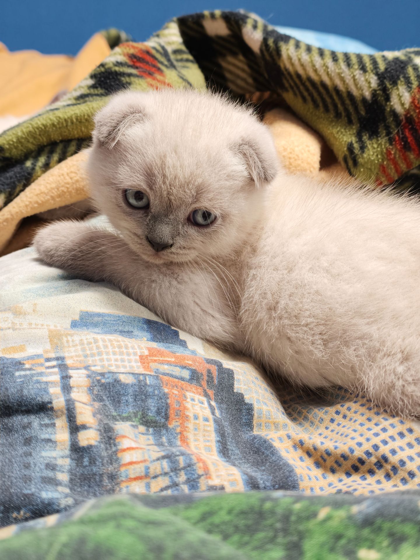 Хлопчик шотландець