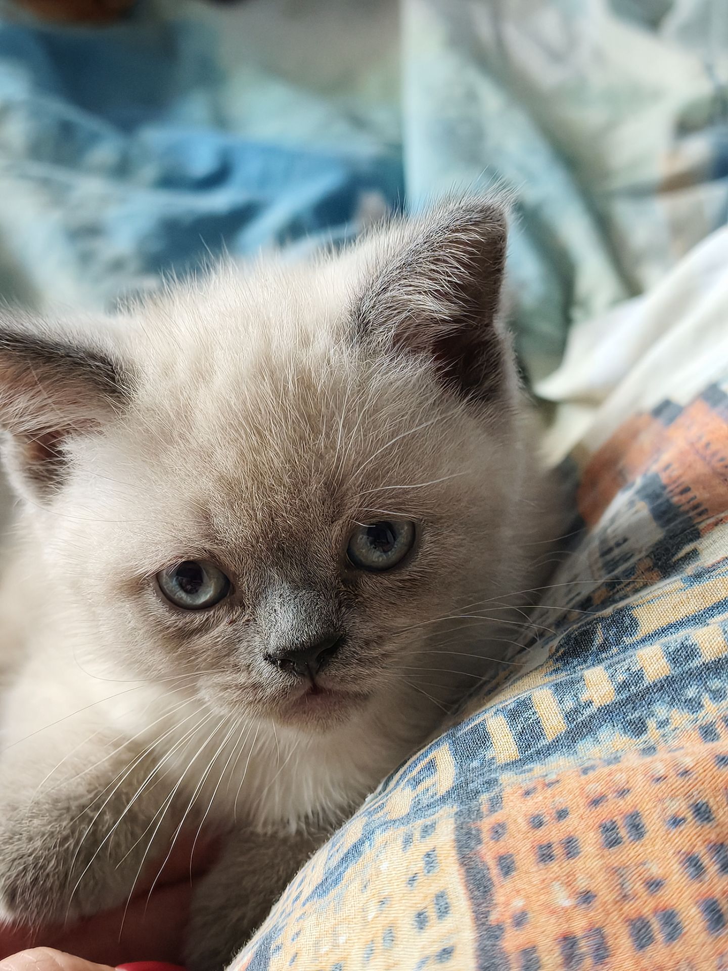Хлопчик шотландець