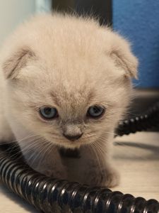 Хлопчик шотландець