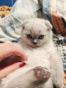 Хлопчик шотландець
