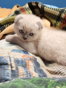 Хлопчик шотландець