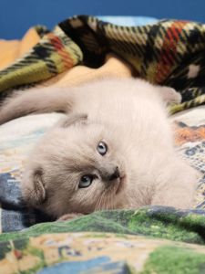 Хлопчик шотландець