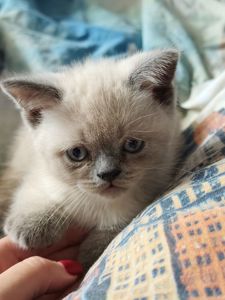 Хлопчик шотландець