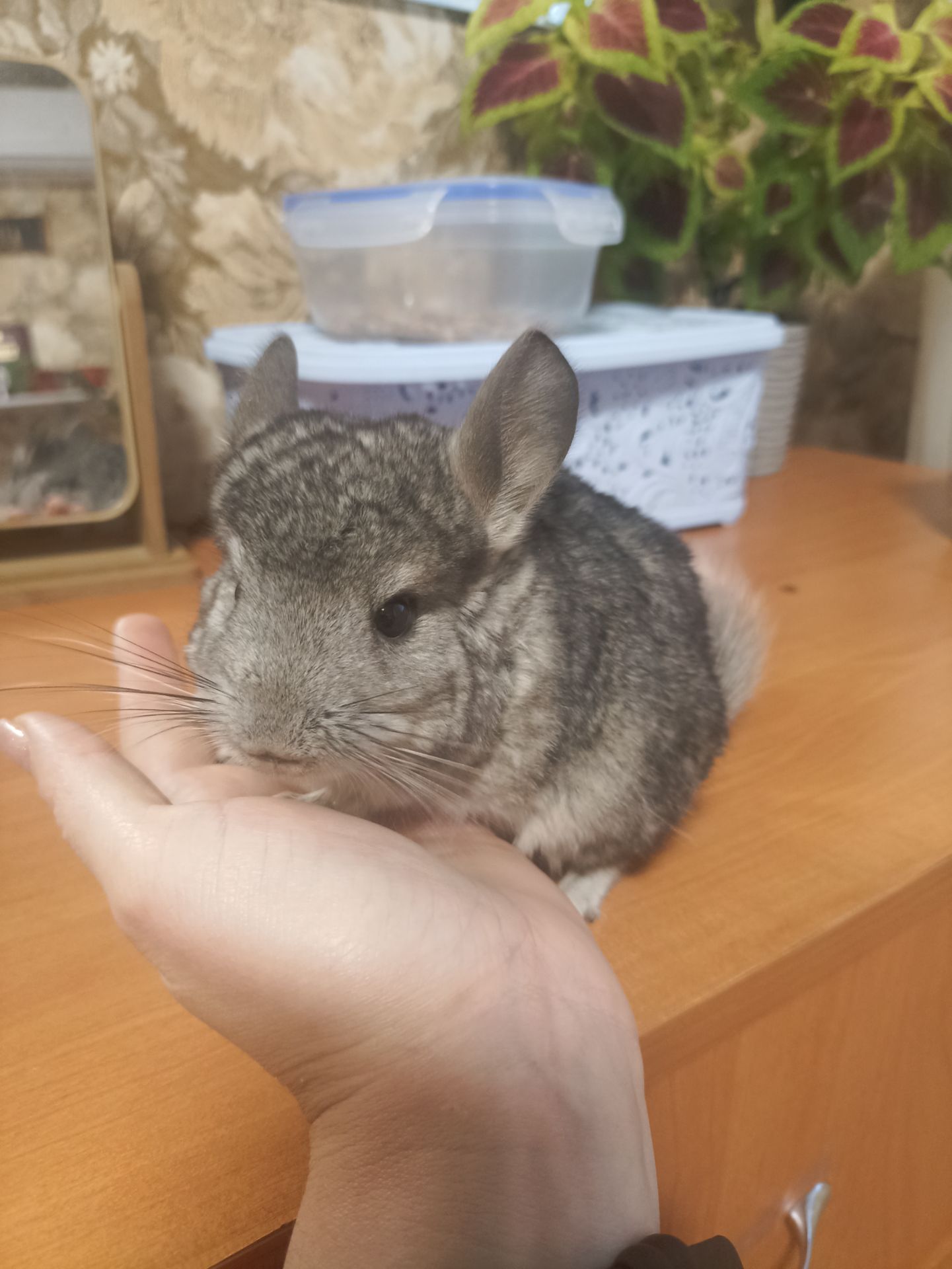 Продам маленькую шиншиллу